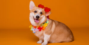 betcris adiciona conteúdo de cassino on line da pragmatic play