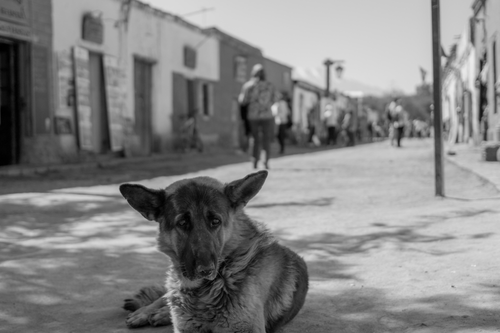 tourist town in chile’s atacama desert besieged by packs of feral dogs