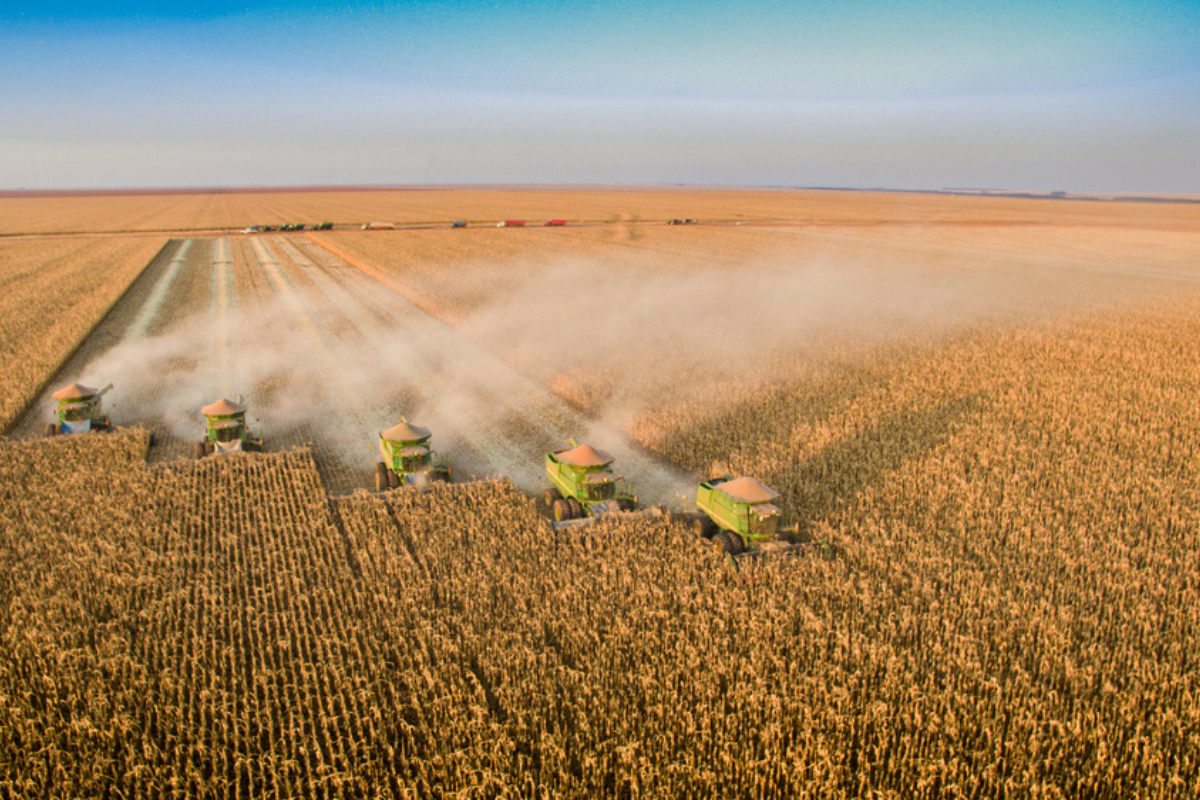 brazil reduces forecasts for next harvest