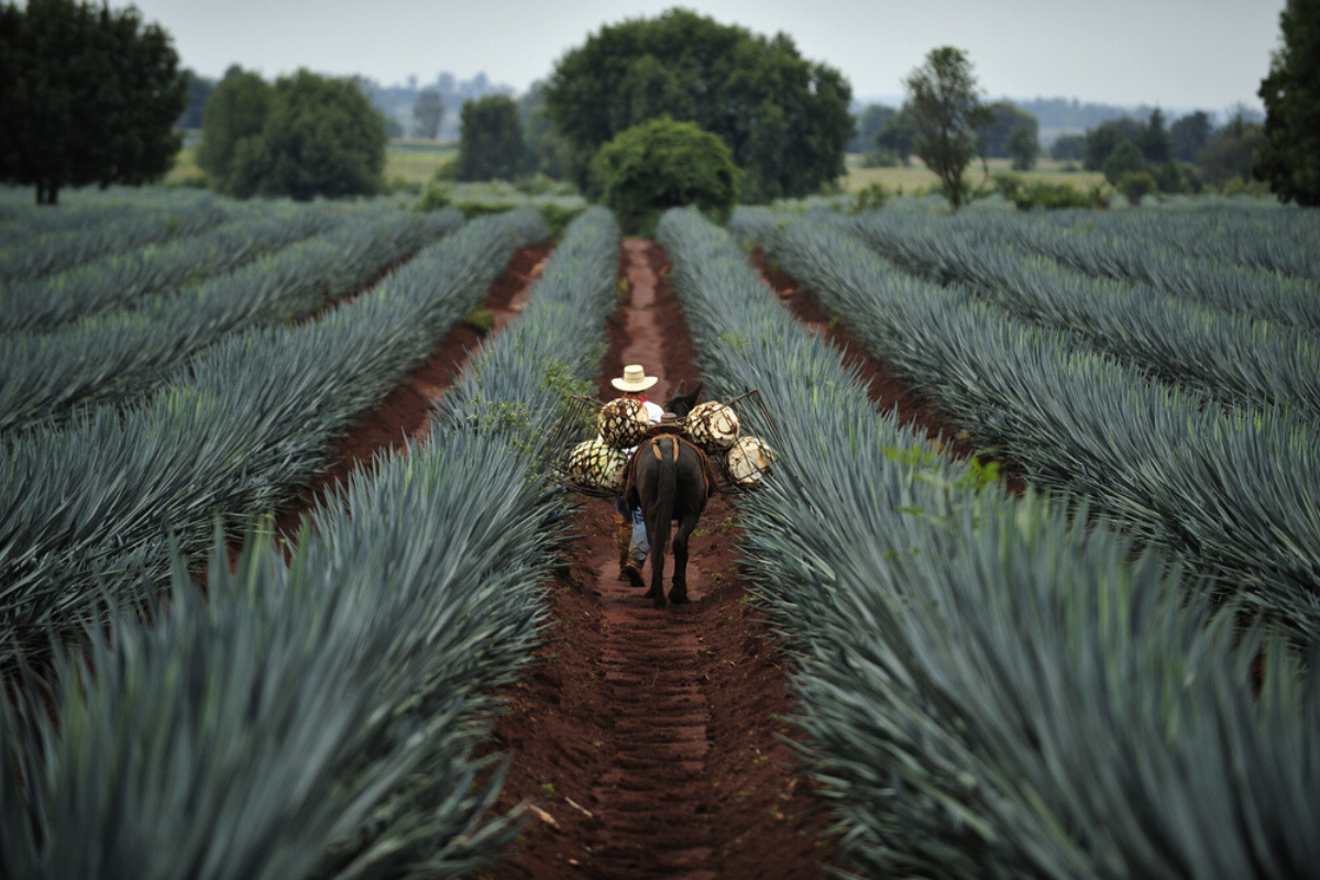 productivity hinders job growth in latin america, says ilo