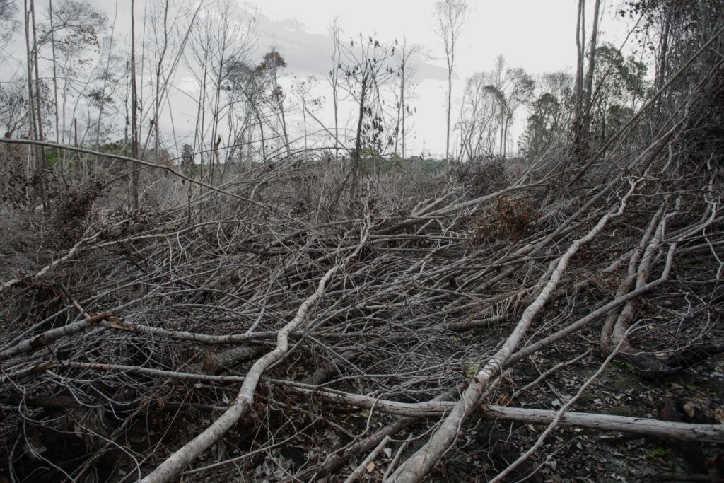 atlantic forest tree species at risk of extinction