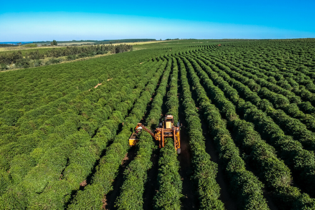 brazil to harvest its third largest coffee crop this year