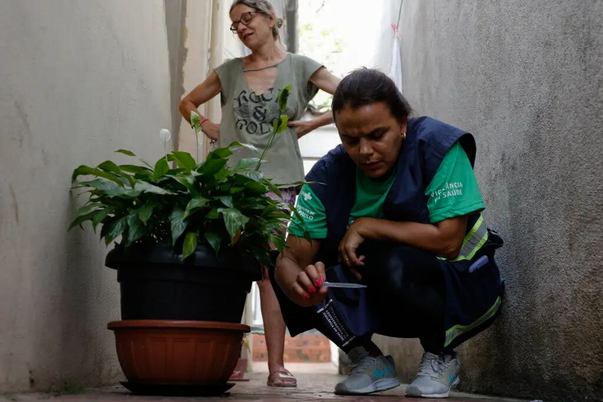 brazil’s dengue vaccine rollout to begin in major cities