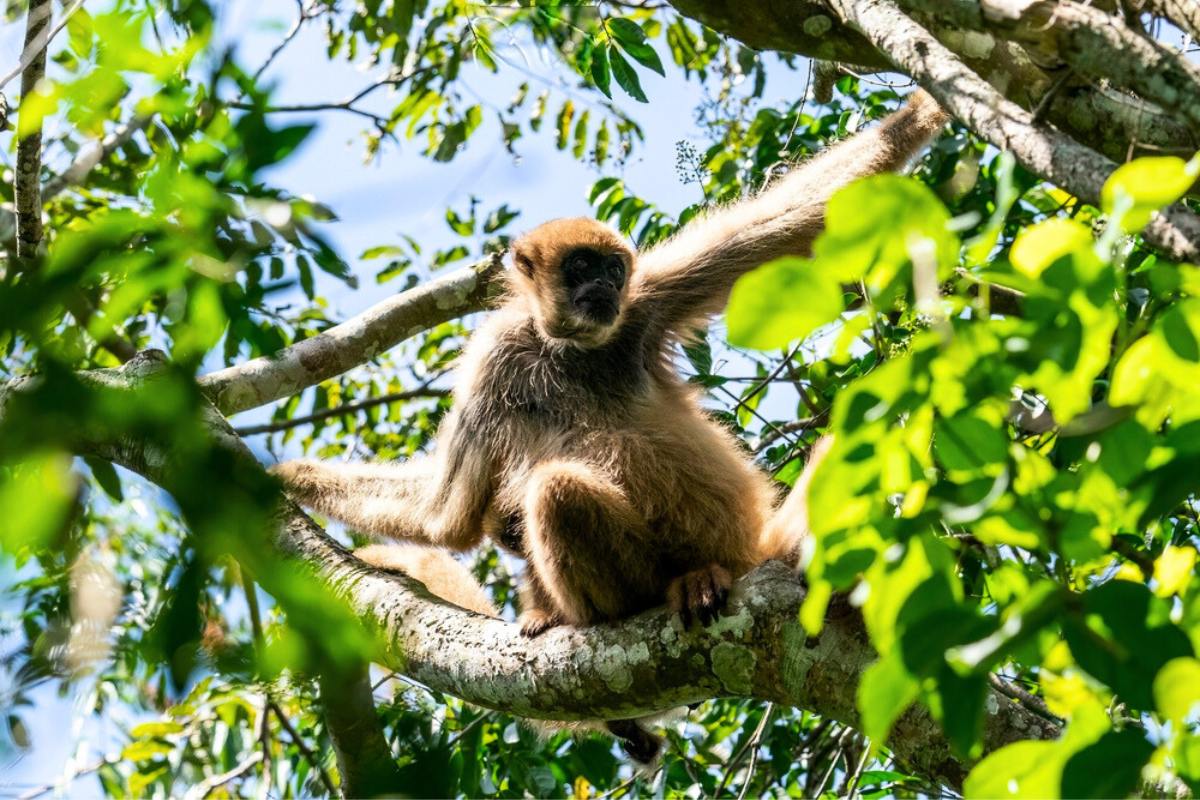 declining primate numbers are threatening brazil’s atlantic forest