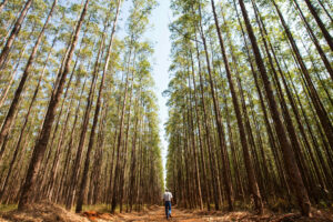 paper excellence loses (another) appeal for eldorado