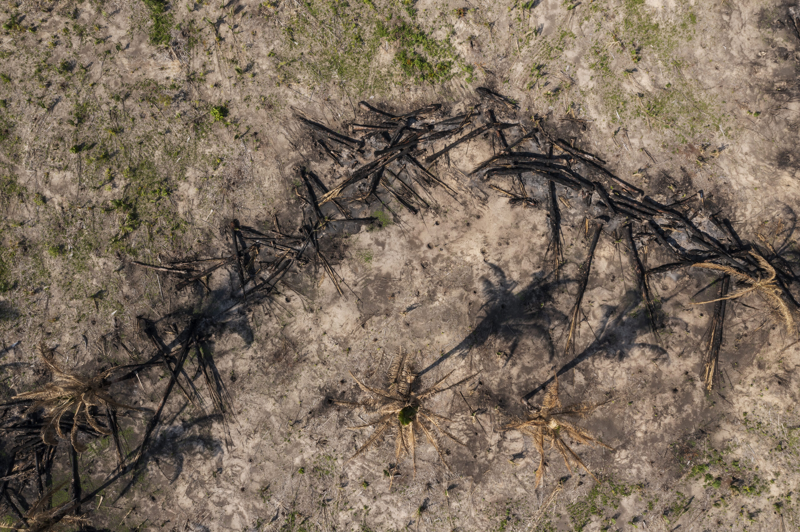 after 2023 highs, cerrado deforestation drops in january