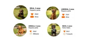 ação da premierpet levará cãodulas à quadra central do rio open 2024