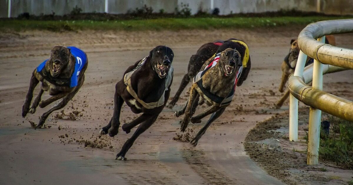 calls for ban on greyhound racing in new zealand after deaths
