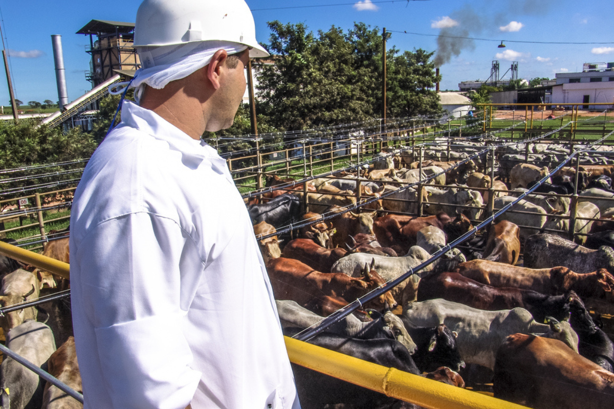 brazil’s beef production set a new record in 2023