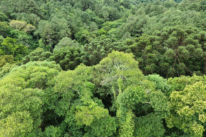 apple’s multi million investment to restore the atlantic forest
