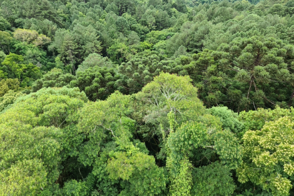 apple’s multi million investment to restore the atlantic forest