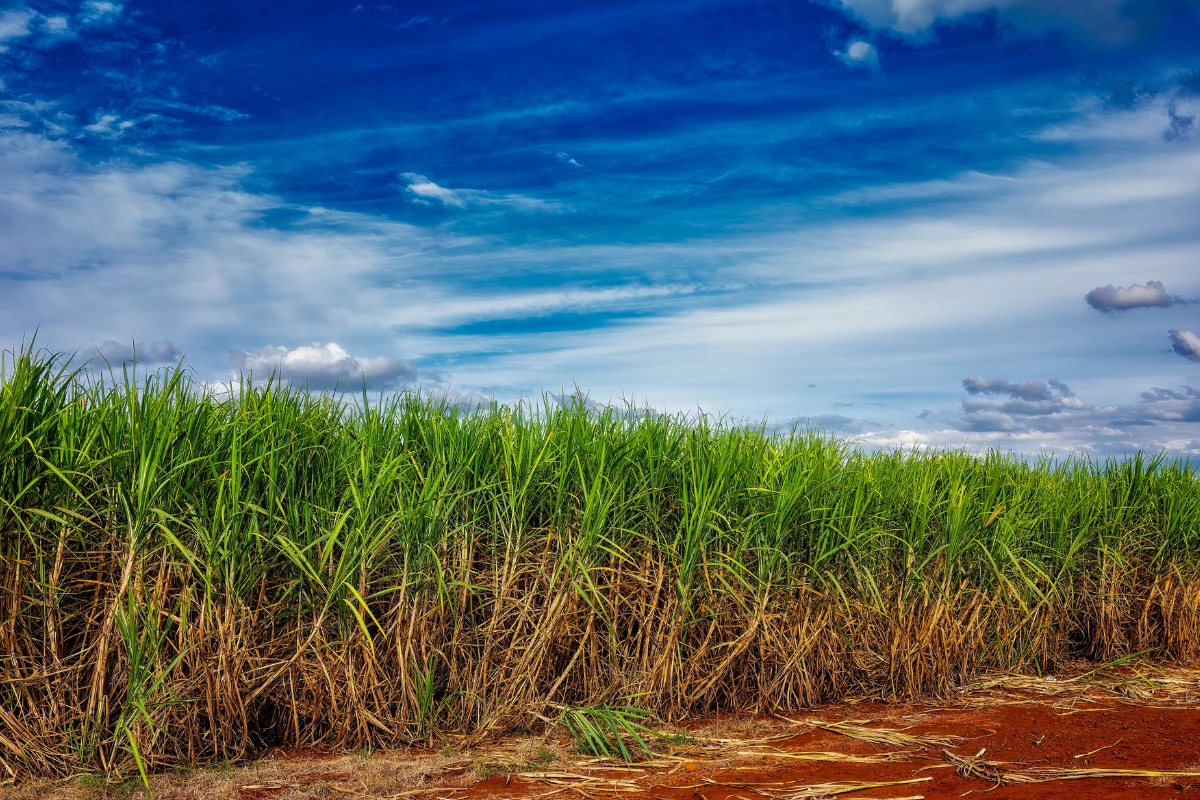 future fuel program advances in brazil’s congress