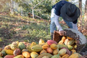 the startup helping producers comply with eu deforestation rules