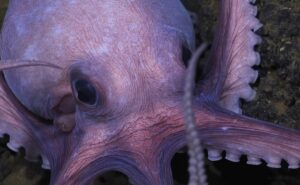 disney+: série com produção de james cameron chegará na plataforma na segunda feira