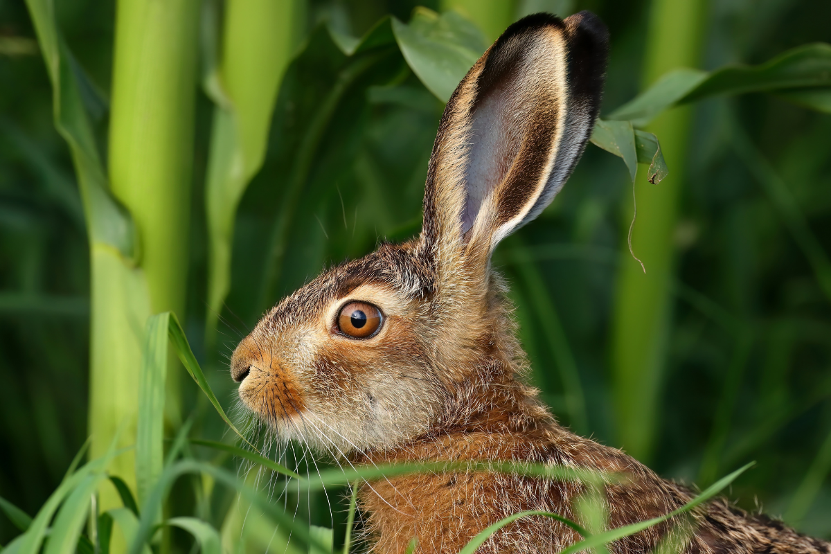 a hare raising challenge in southern brazil as invasive species multiplies like rabbits