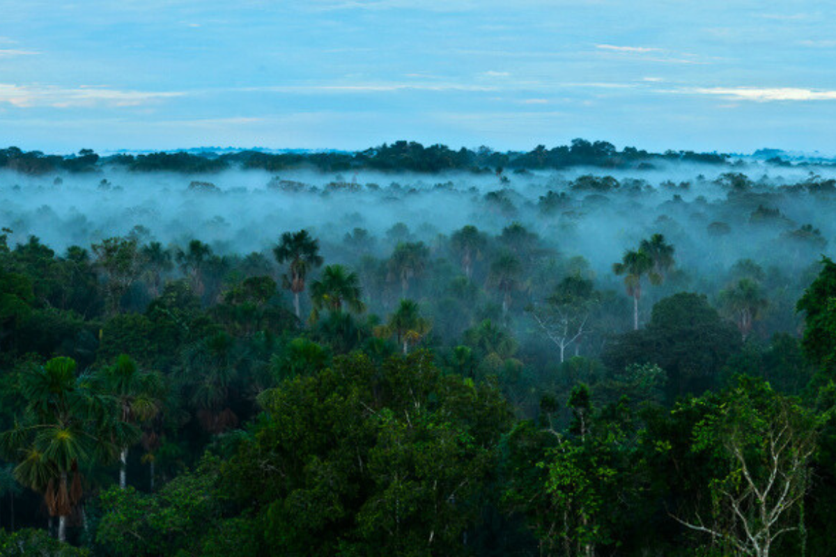 2023 forest loss in brazil lowest for eight years