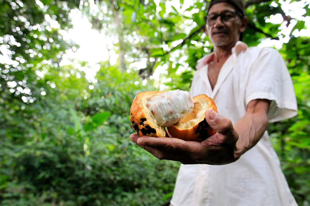 once a major exporter, brazil seeks cocoa self sufficiency