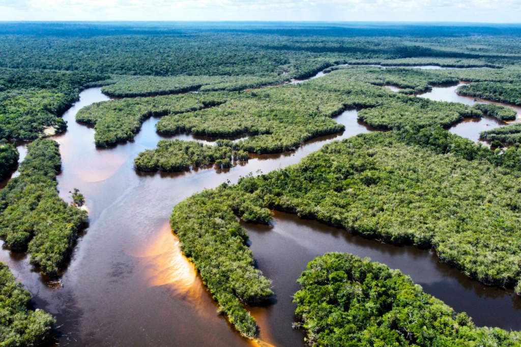 brazil cuts amazon deforestation rate by 22 percent