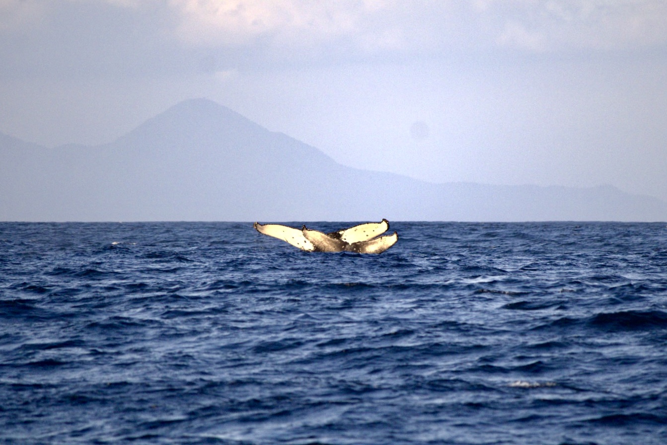 humpback whales make a majestic comeback on brazil’s shores