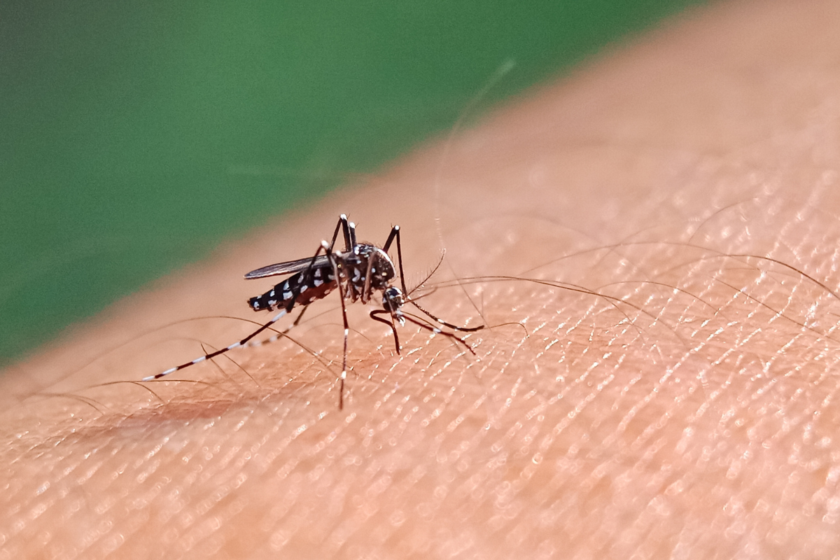 minas gerais declares end of dengue epidemic