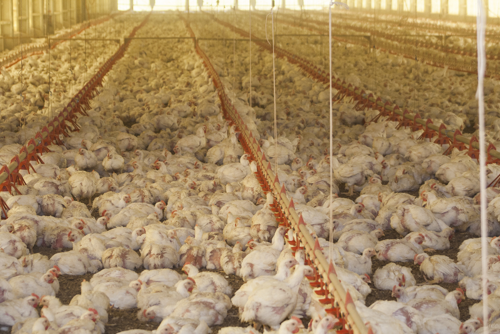 brazil halts poultry exports to china amid newcastle disease emergency