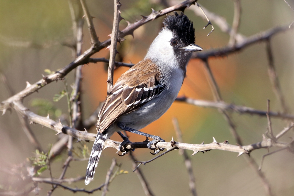 a species surprise in brazil’s caatinga, as one bird becomes two