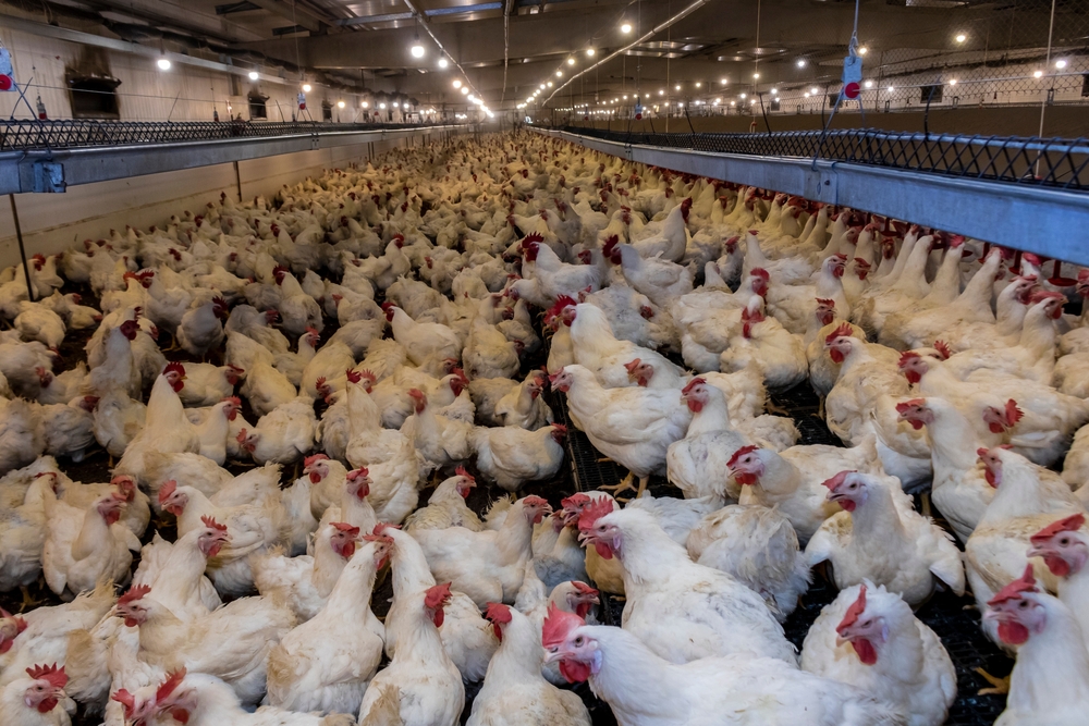 brazil confirms first newcastle disease case in 18 years