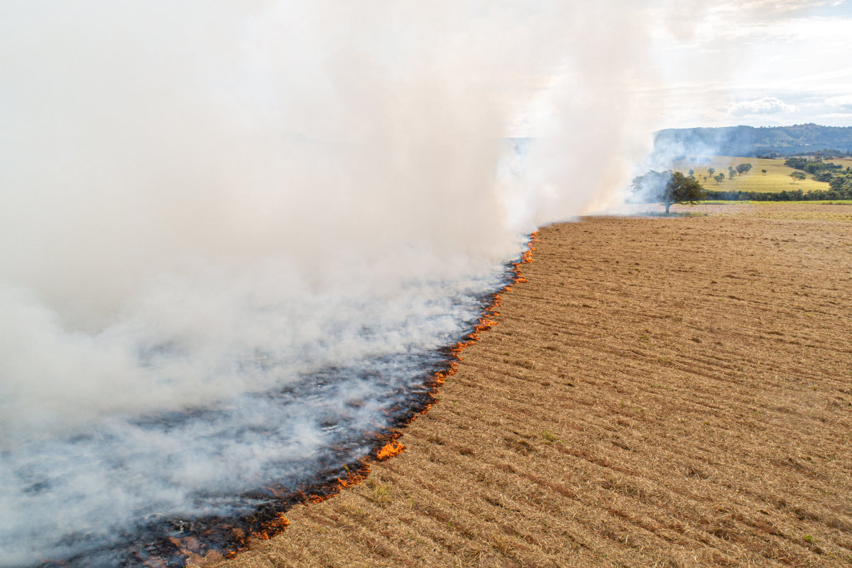 fires degrade 9 percent of pantanal wetlands over five years