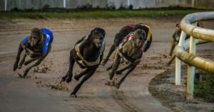 tasmanian petition calls for end to state funding for greyhound racing