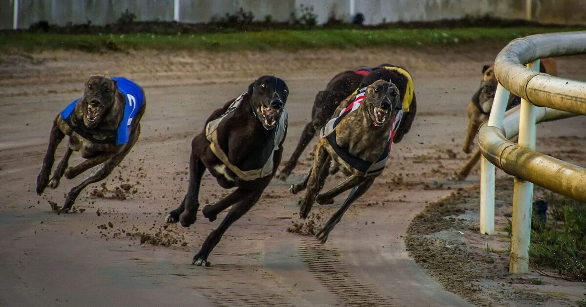 tasmanian petition calls for end to state funding for greyhound racing