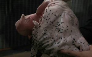 corinthians pode ser punido com 10 mandos de campo pelo stjd após cabeça de porco no dérbi