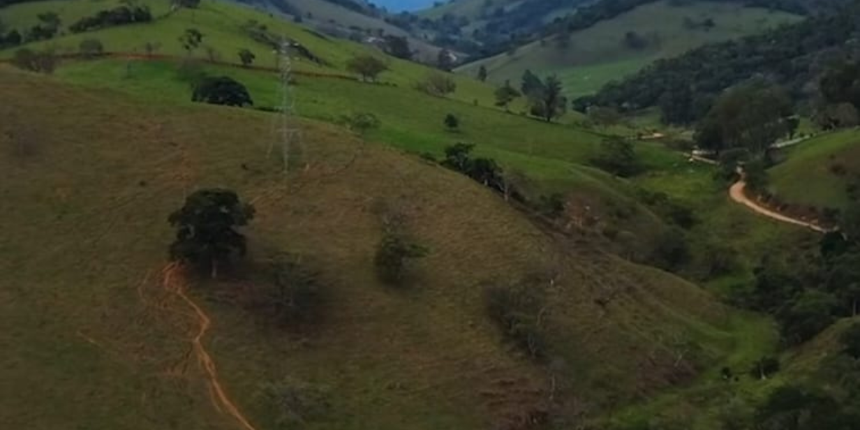 palmeiras e puma fazem ação ambiental e plantam 1914 mudas em área de reflorestamento