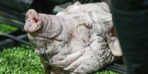 a cabeça de porco e o dilema do futebol brasileiro