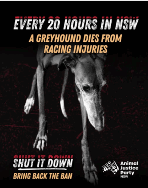 grnsw challenges greyhound death data