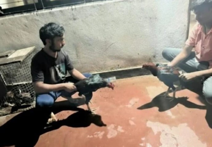 indian police prevent illegal cockfighting event following peta complaint