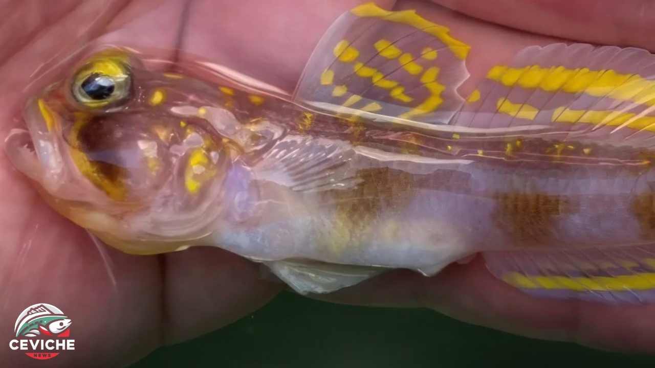 científicos descubren un pez llamado “supersaiyan”: el curioso homenaje de la biología a dragon ball