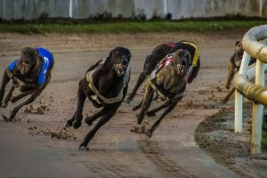 greyhound racing nsw responds to “misinformation” on its track optimisation strategy