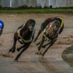 greyhound racing nsw launches new support service