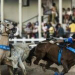futebol sergipano: plataforma de apostas anuncia patrocínio ao itabaiana