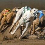 casino greyhound club in new south wales celebrates 90th anniversary