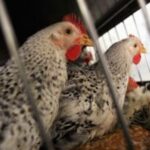 myanmar police detain 52 in tachilek cyber fraud and gambling raids