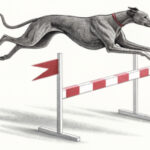greyhound racing nsw to screen box draws live