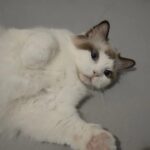 Un gato salva una PC de incendiarse: el caso que vuelve a poner en duda las placas de video