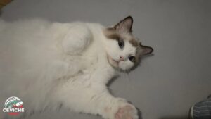 un gato salva una pc de incendiarse: el caso que vuelve a poner en duda las placas de video